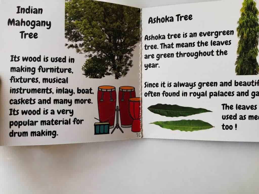 Majestic Indian Mahogany tree and Ashoka tree